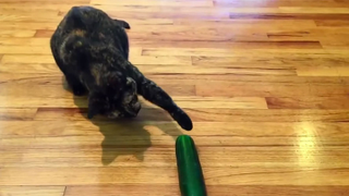 Why You Should Resist the Overwhelming Urge to Torment Your Cat With a Cucumber